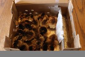 A day old Quail